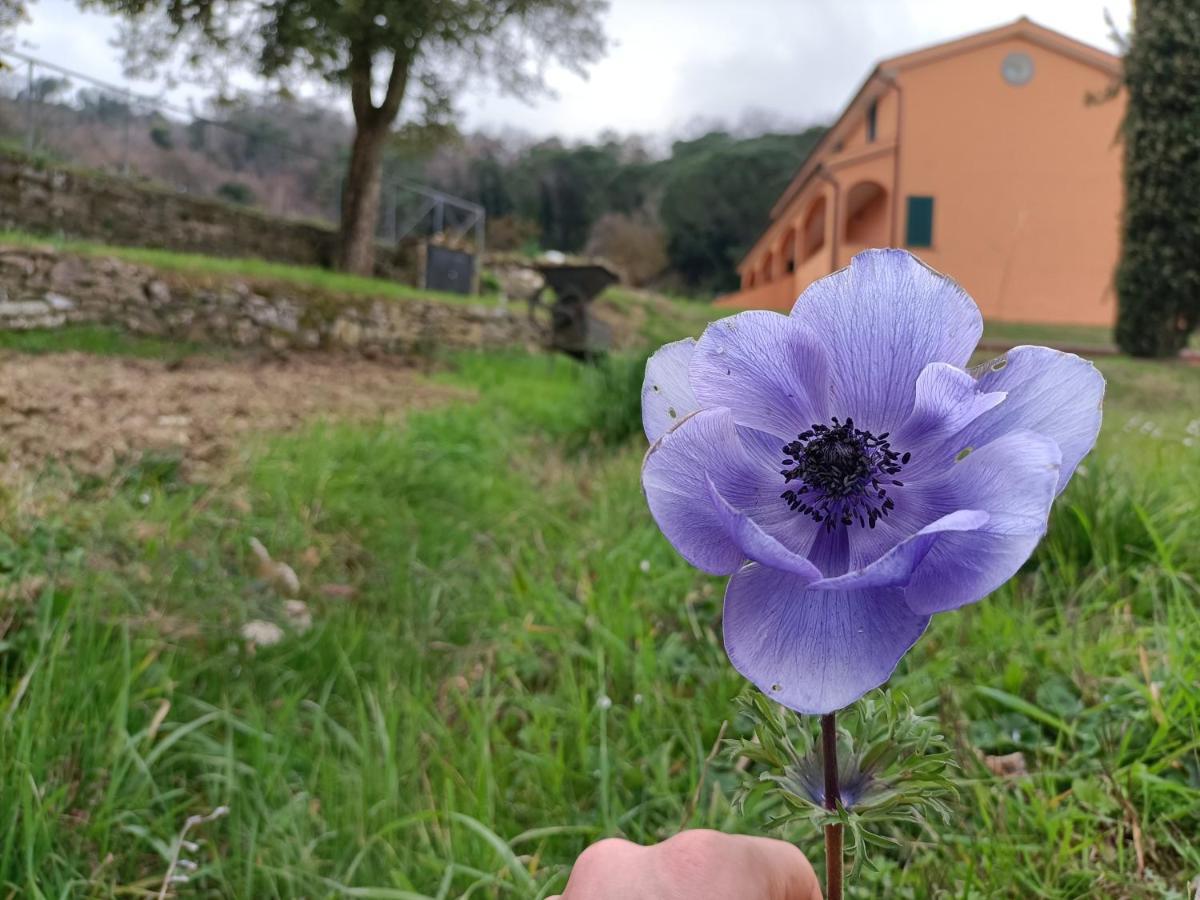 B&B Agriturismo Regno Di Toscana Collesalvetti Exteriér fotografie